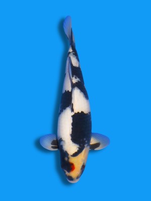 Tancho Showa | Koi&Co.